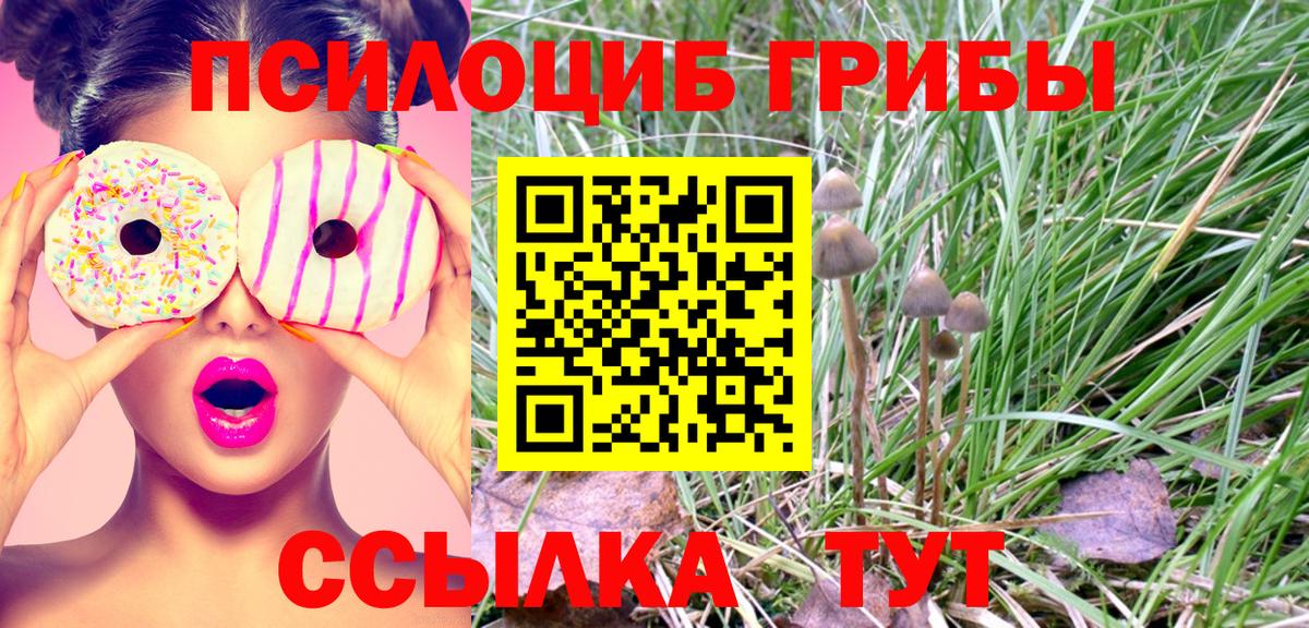 Галлюциногенные грибы Psilocybe Новоалтайск
